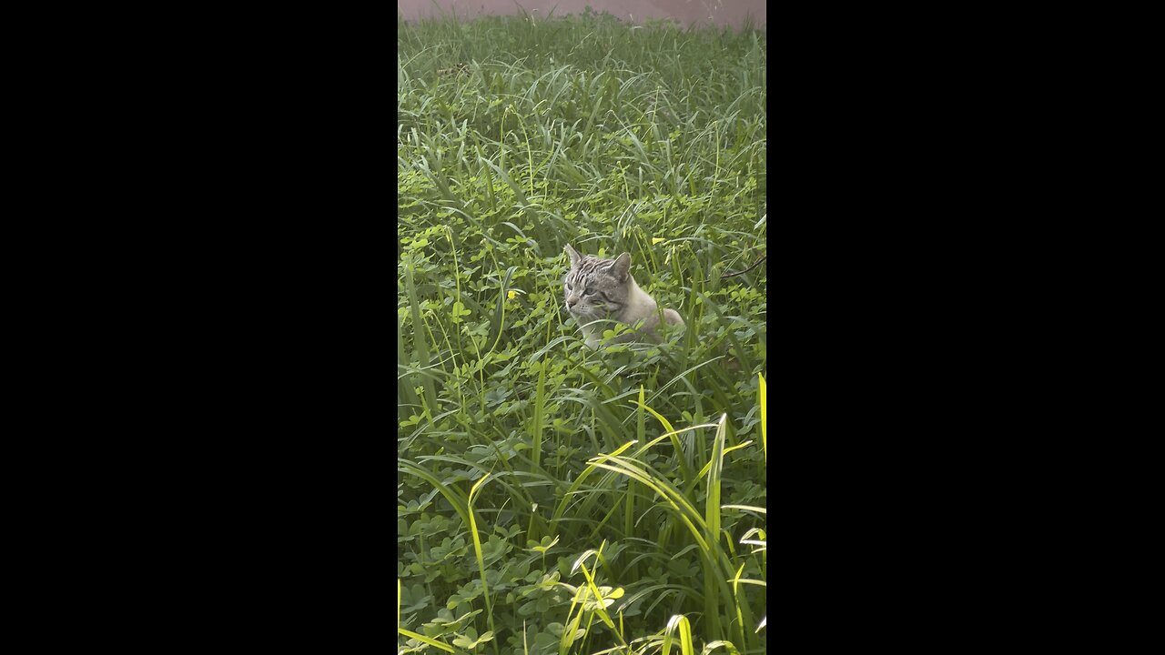 Wild beast cat 😍🙀