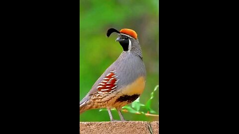 The cutest bird 🐦
