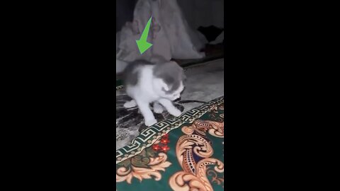 Why You Should NEVER Let Your Cat Stand in Front of a Mirror! | Hilarious Reaction