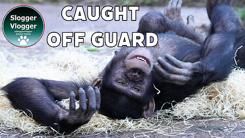 Suddenly Stevie Jumps Back From the Wood Wool