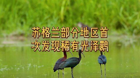 苏格兰部分地区首次发现稀有光泽鹮