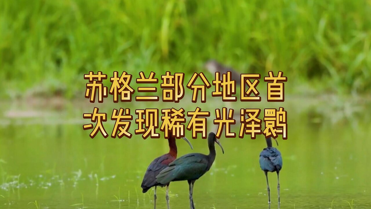 苏格兰部分地区首次发现稀有光泽鹮