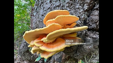 Chicken of the woods, edible fungi.