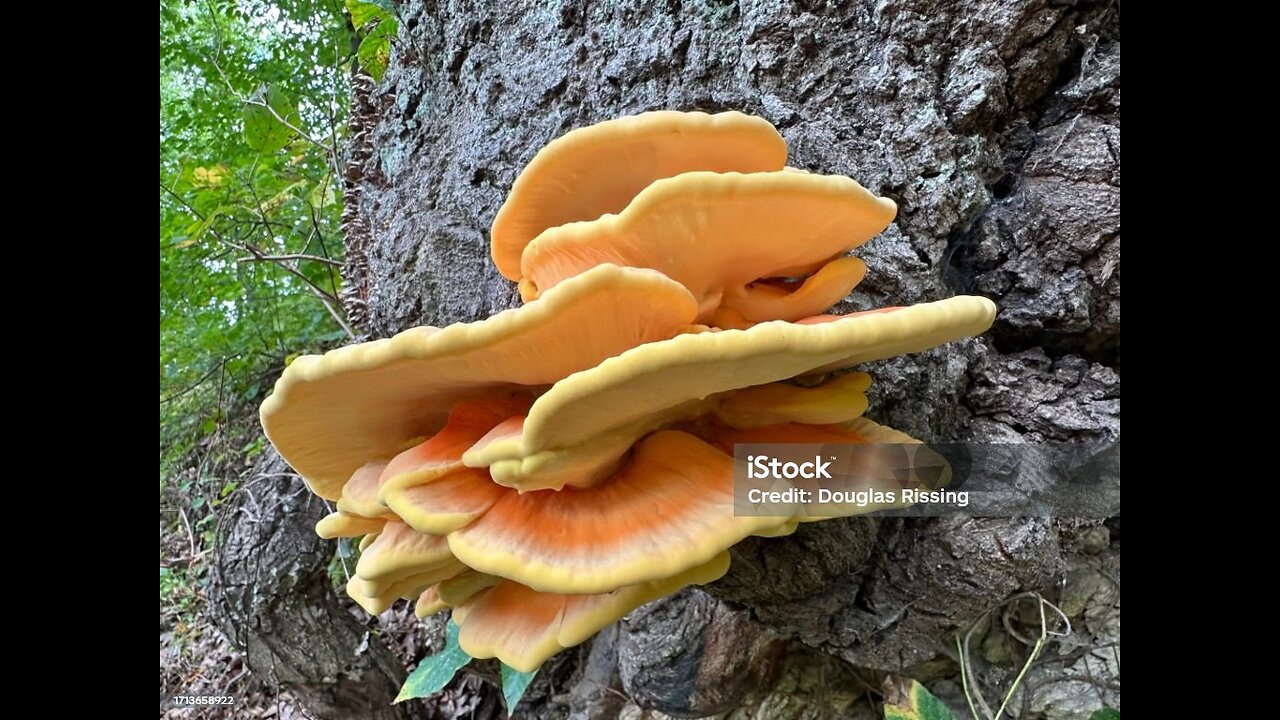 Chicken of the woods, edible fungi.