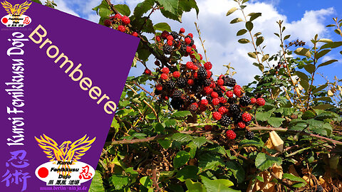073 - Brombeere