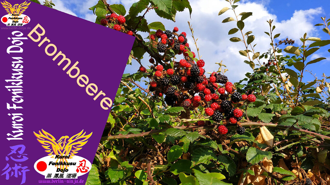 073 - Brombeere