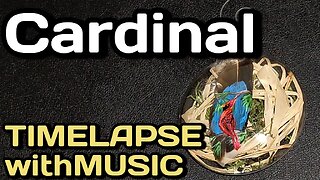 Cardinal Feather Painting Christmas Ornament {Timelapse with Music}