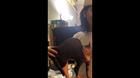 pemilik mencoba menjahili kucing oyen