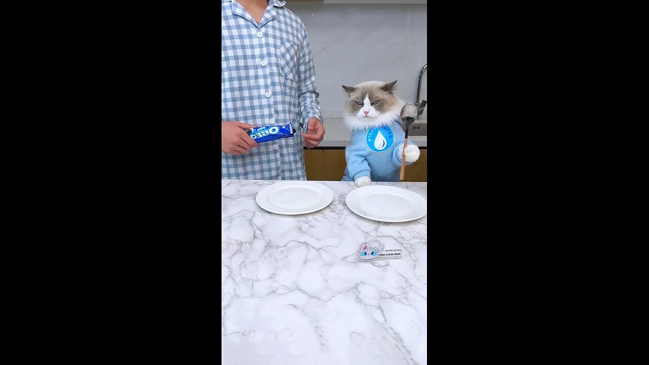 Respect Cats🐱