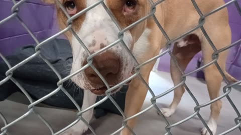 Kuma 1y Pet Id 948375 kennel 24 HSSAZ shelter blind, he gave lots of 'eye contact' today20251114921