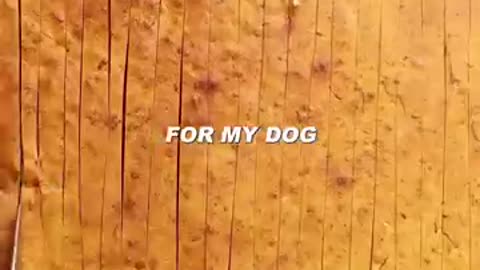 Breaking: Gourmet dog food #cooking #food #foodasmr #recipe