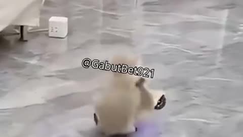 funny cat