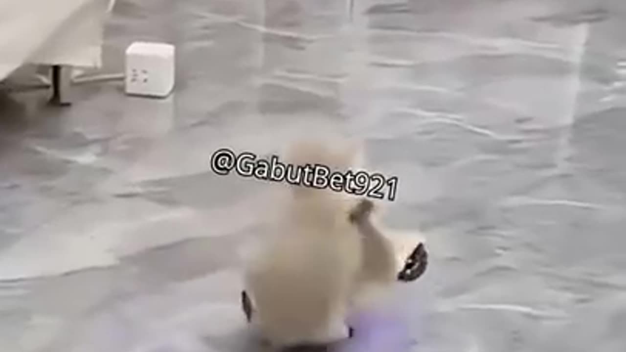 funny cat