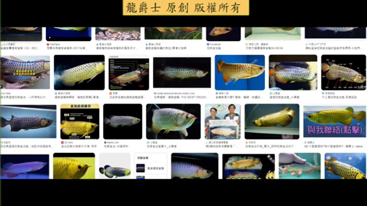 【龍爵士】龍魚百科 過背金龍的定義