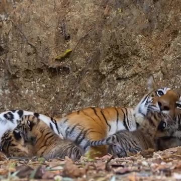 "Brutal Hunt! A Leopard Fights to Feed Its Cubs!"