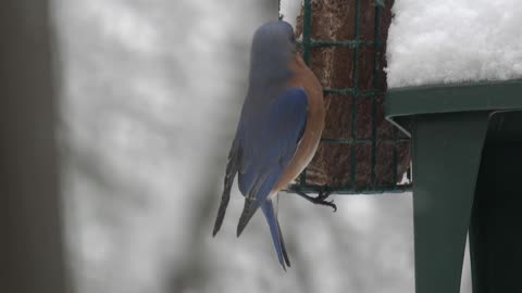Bluebird