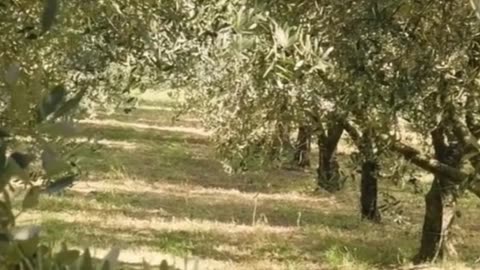These Fruit Trees Turn CO₂ Into Stone – And Might Just Save the Planet