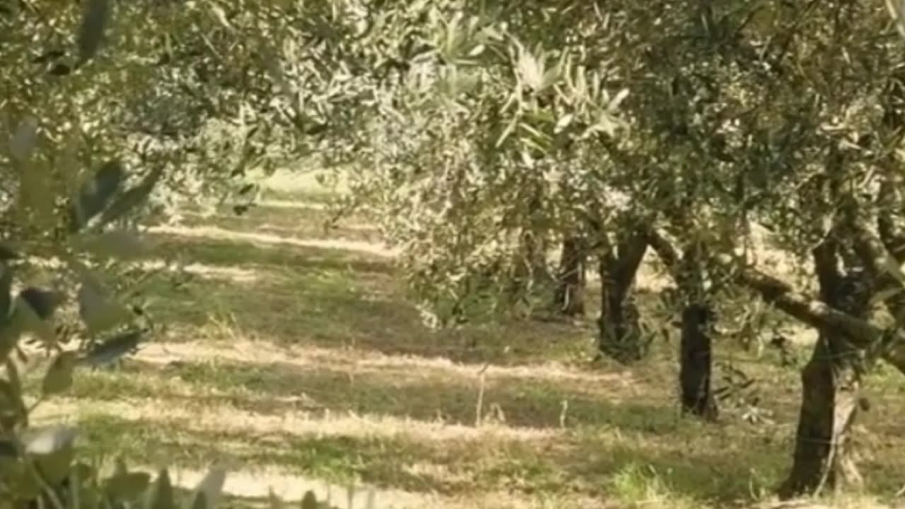 These Fruit Trees Turn CO₂ Into Stone – And Might Just Save the Planet