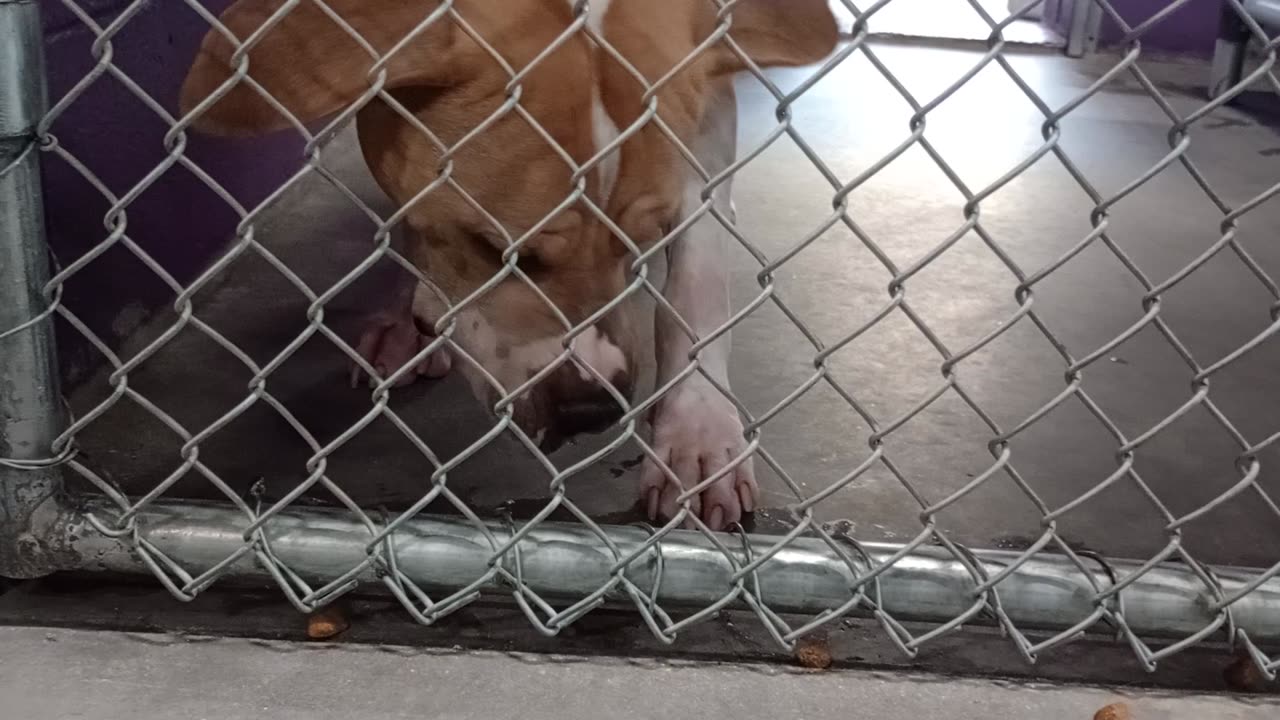 Titan 2.5y Pet Id 947131 kennel 25 HSSAZ shelter felt like he might've been grumpy today❤️2025071843