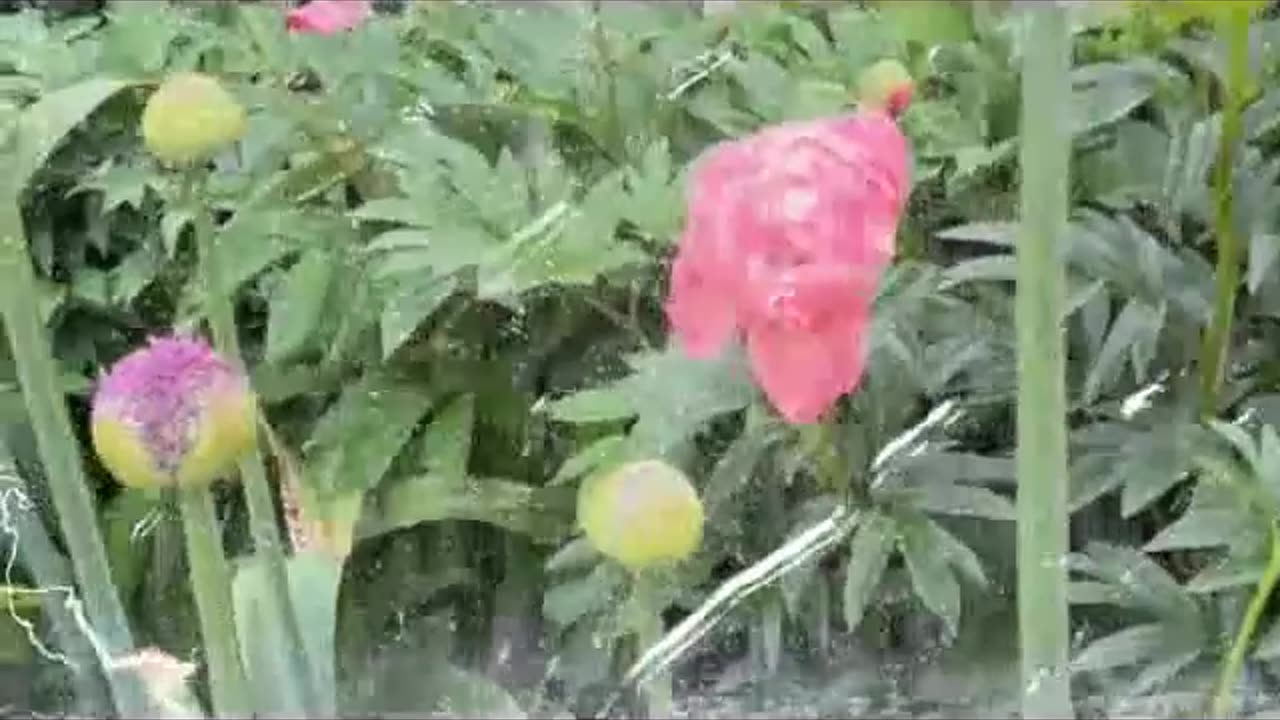 BEAUTYFUL SWEET MALAYA