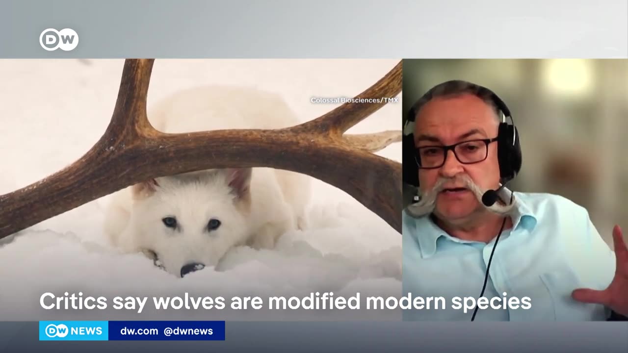 What's behind a biotech's company's claim to have cloned the extinct dire wolf? | DW News