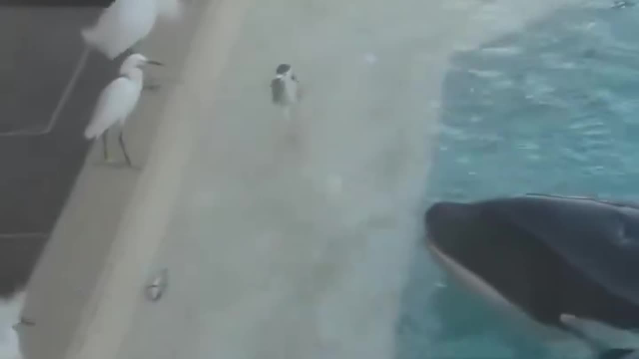 The killer whale used a KILLER trick