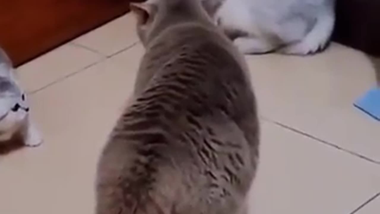 animals