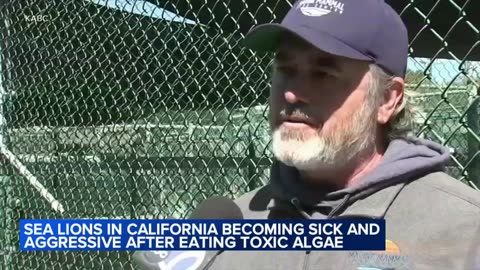 Demonic' Sea Lions have Californians concerned