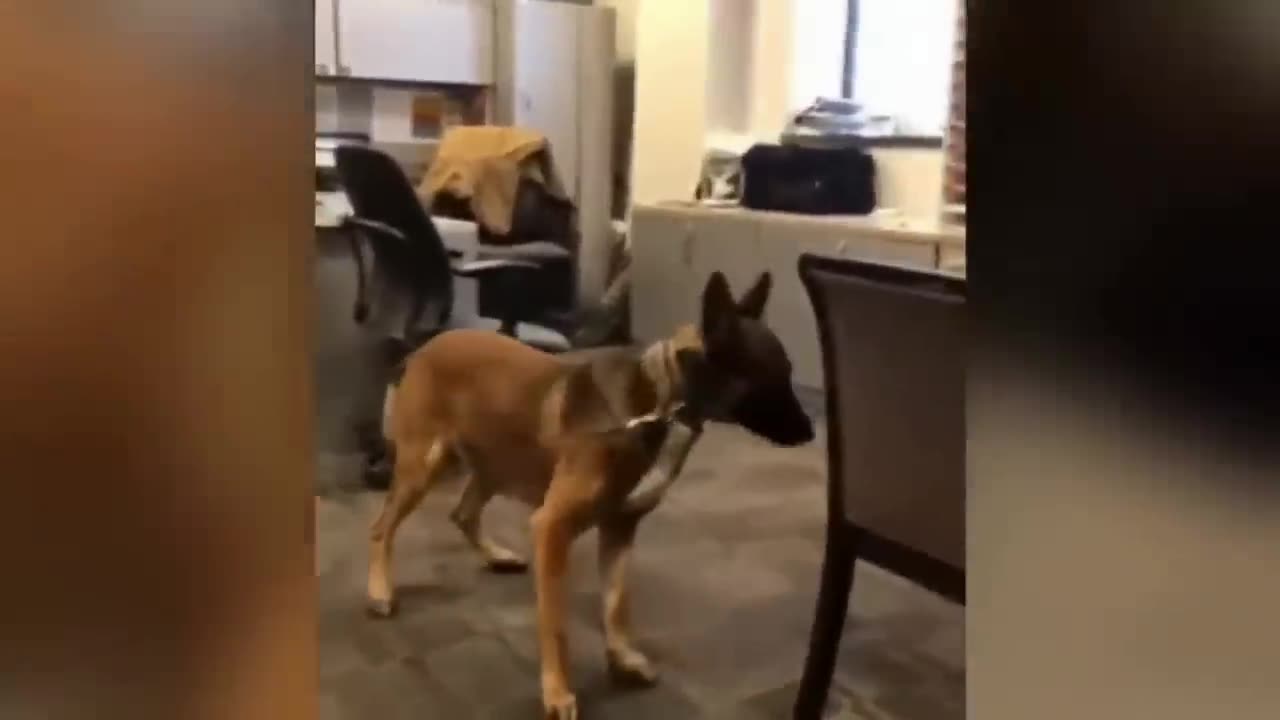 Funniest Animals for Laughter