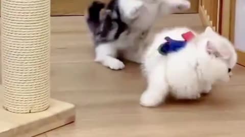 Cute cat video||cute kittens video 🎥🎥