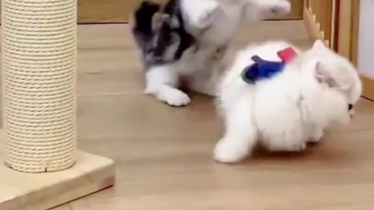Cute cat video||cute kittens video 🎥🎥