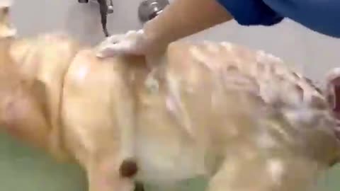Funny dog moments 3