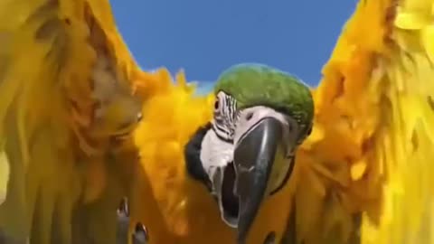 This family rescued the poor parrot stuck in the trash can and then decided