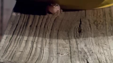 Little Coqui Frog Calling