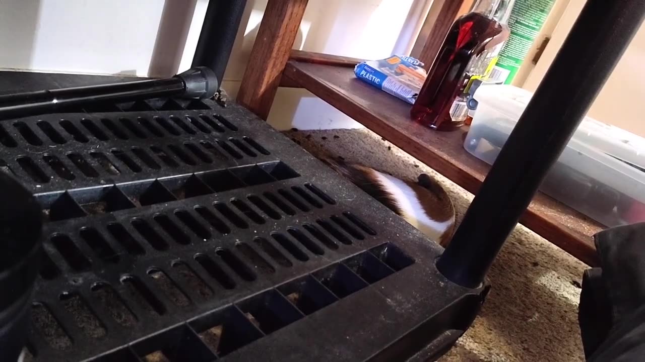 NAP #3 OF THE DAY FOR ROCKFORD