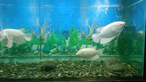 fish