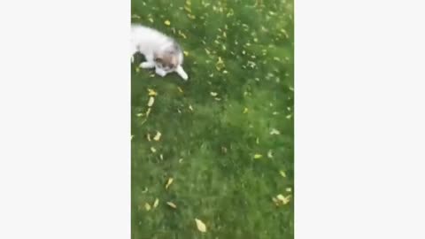 Funny animals video