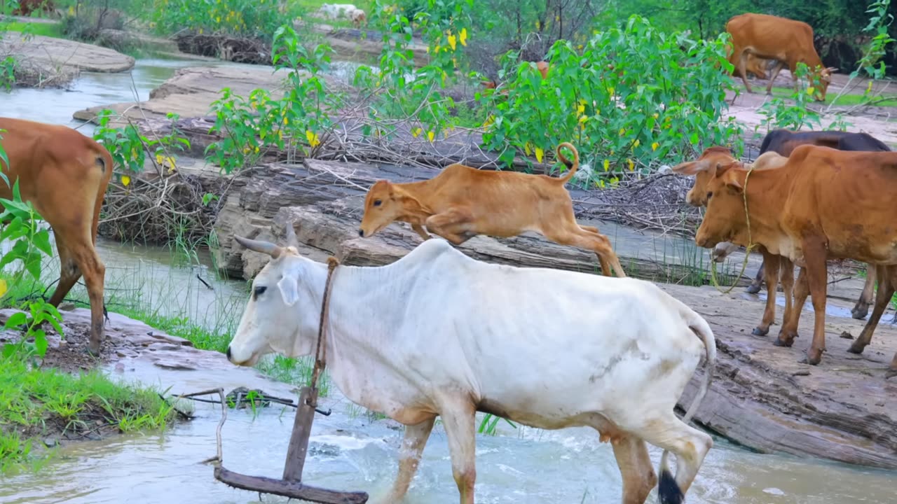 Car Accident Toy video