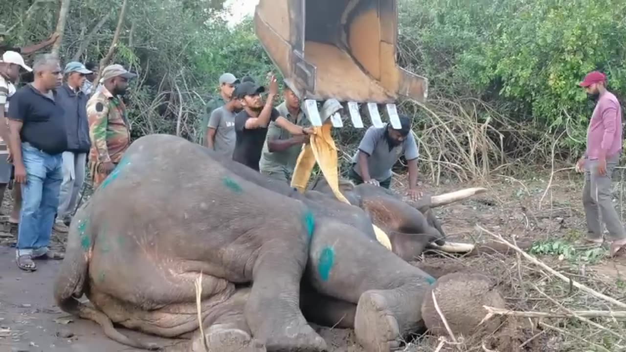 The operation to rescue the fallen tusker