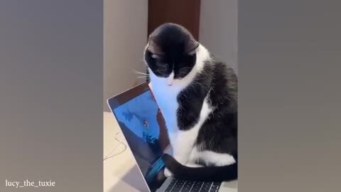#Laugh #Funny #Cats #moments 2025! 🐱
