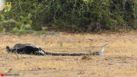 Unbelievable Moments Caught on Film!