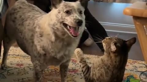 This is What Happens When You Raise a Cat and Dog Together… 🤣💥❤️