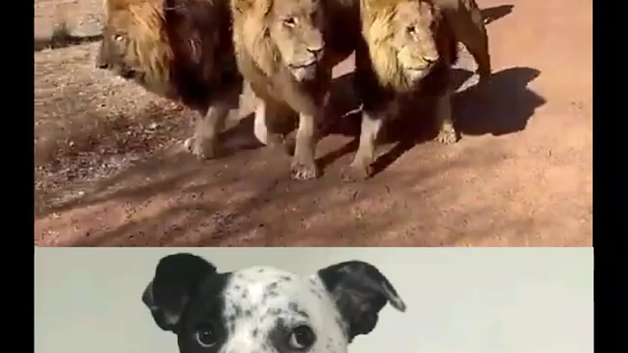 TAKING MY MORNING WALK WITH MY PET....LIONS! 🦁🦁🦁