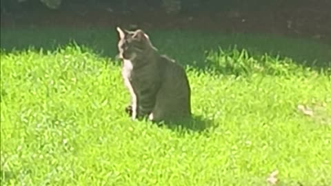 Cat in my backyard.