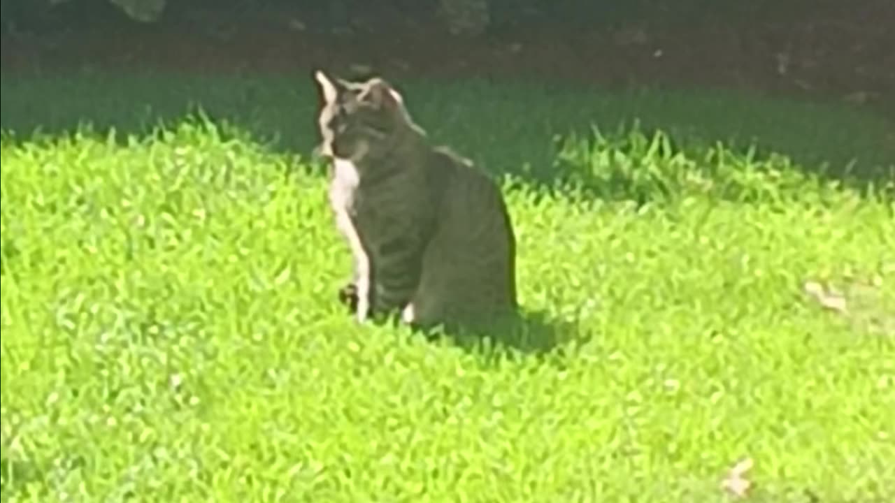 Cat in my backyard.