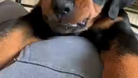 GRR 👹