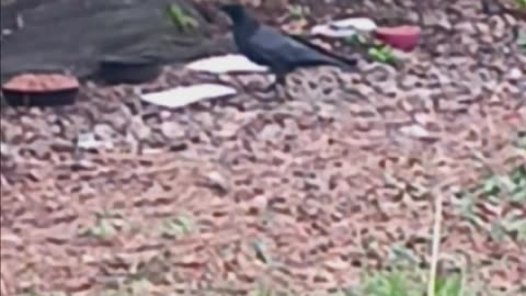 Crow eating.