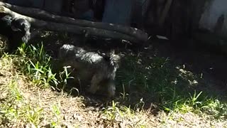 Mediodía con la barra de peludos (10/09/2025)