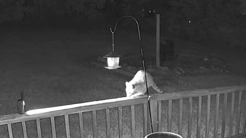 Raccoons Saturday Night