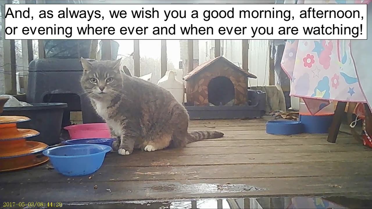 Emma's Animals 60 - Cat's Being Pawsome